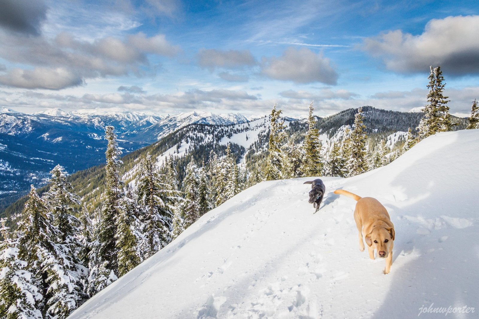 Summit dogs on Howson Peak