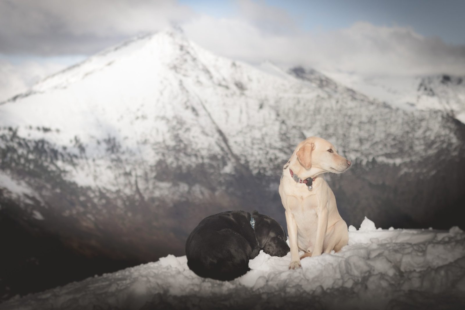 Summit dogs on Poe Mountain
