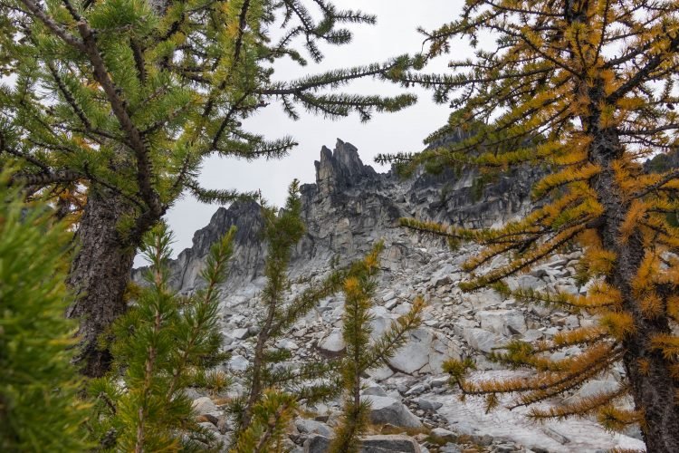 The Temple summit spire through larches