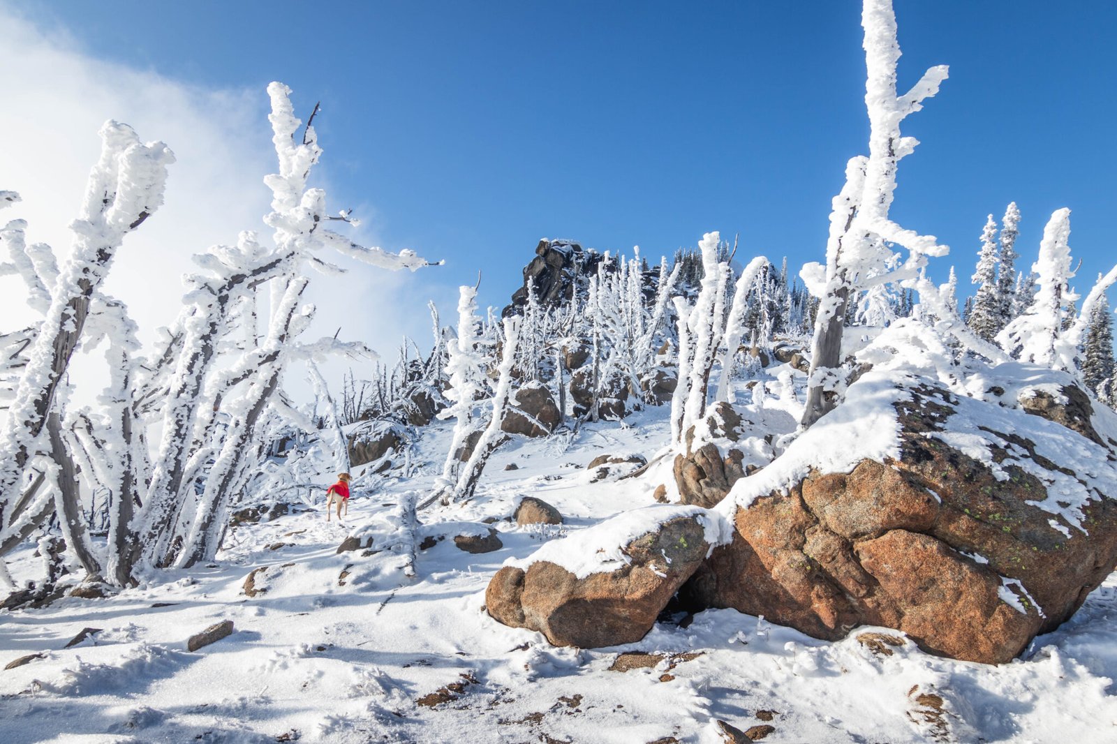 Icicle Ridge IV / 冰柱脊之四 | Hiking and Climbing with Labrador Retrievers