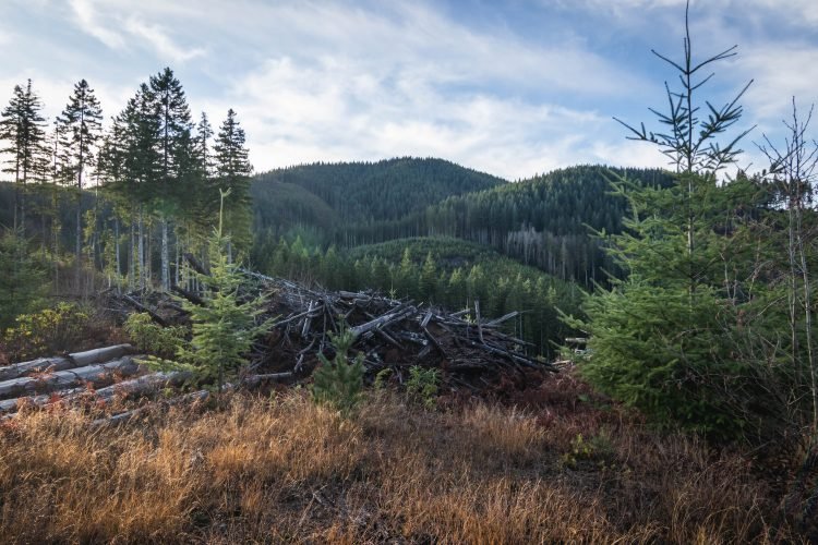 Dow Mountain above the logging debris