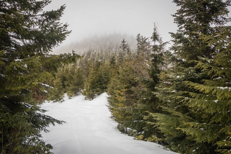 Buck Mountain summit in the mist