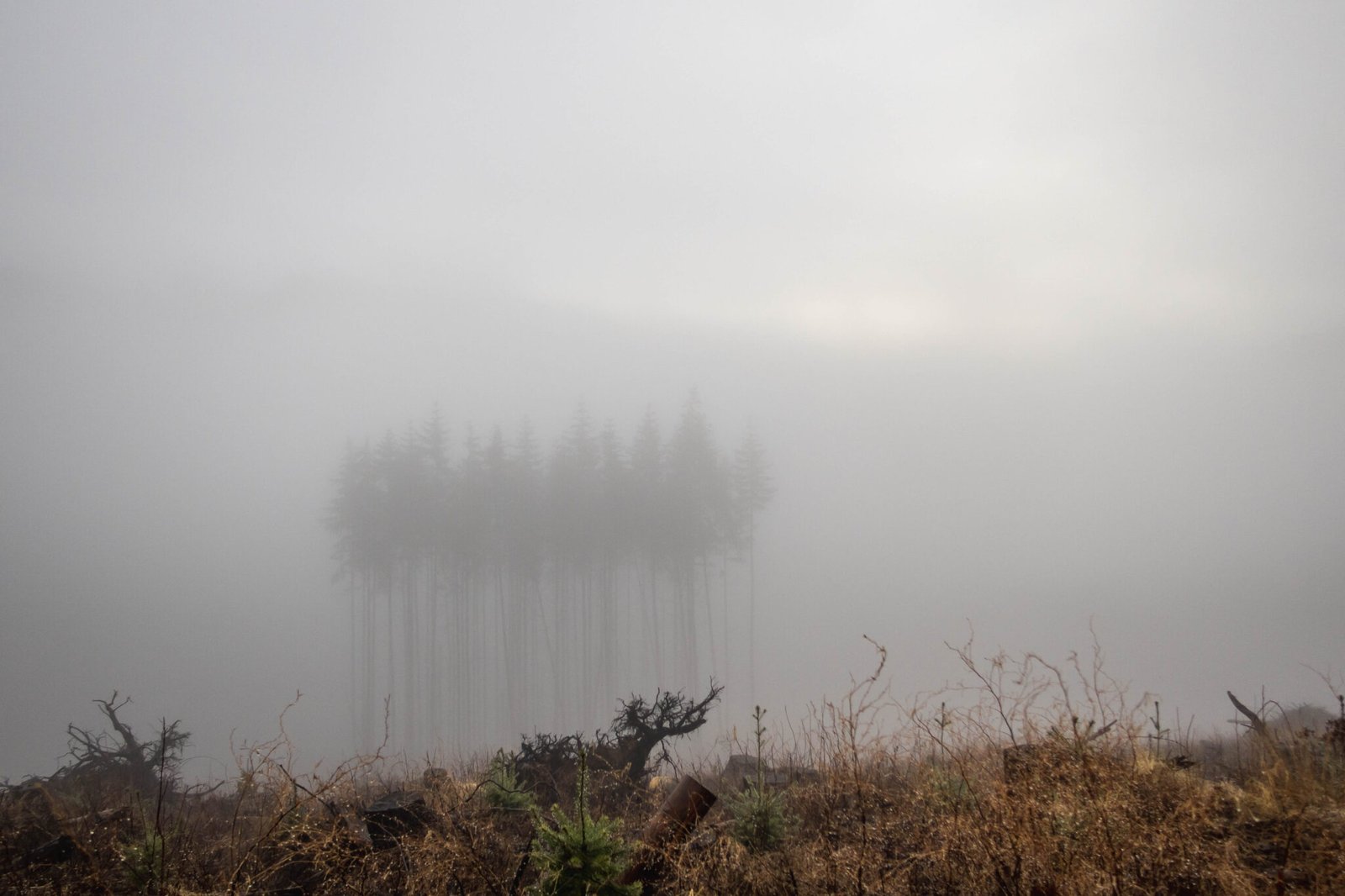 Blackberry Mountain in the mists
