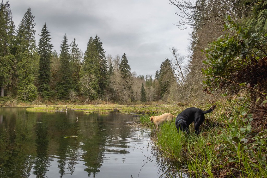 Labrador playtime by Swans Mill Pond below Stickerbush Hill