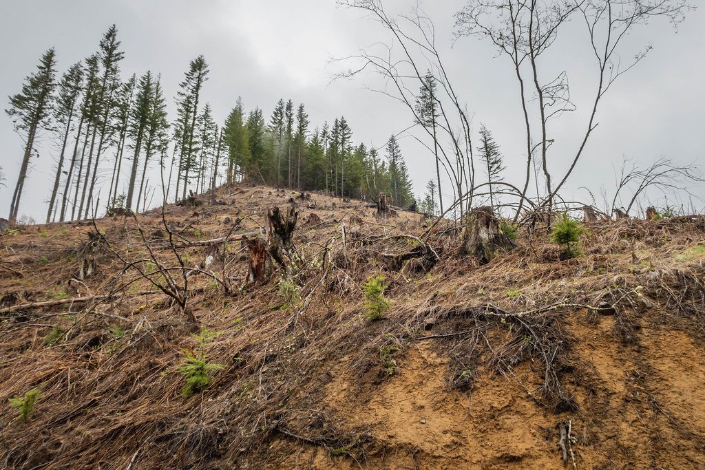 Dobbs Mountain by Hugo Peak in Elbe Hills State Forest / 多布斯山